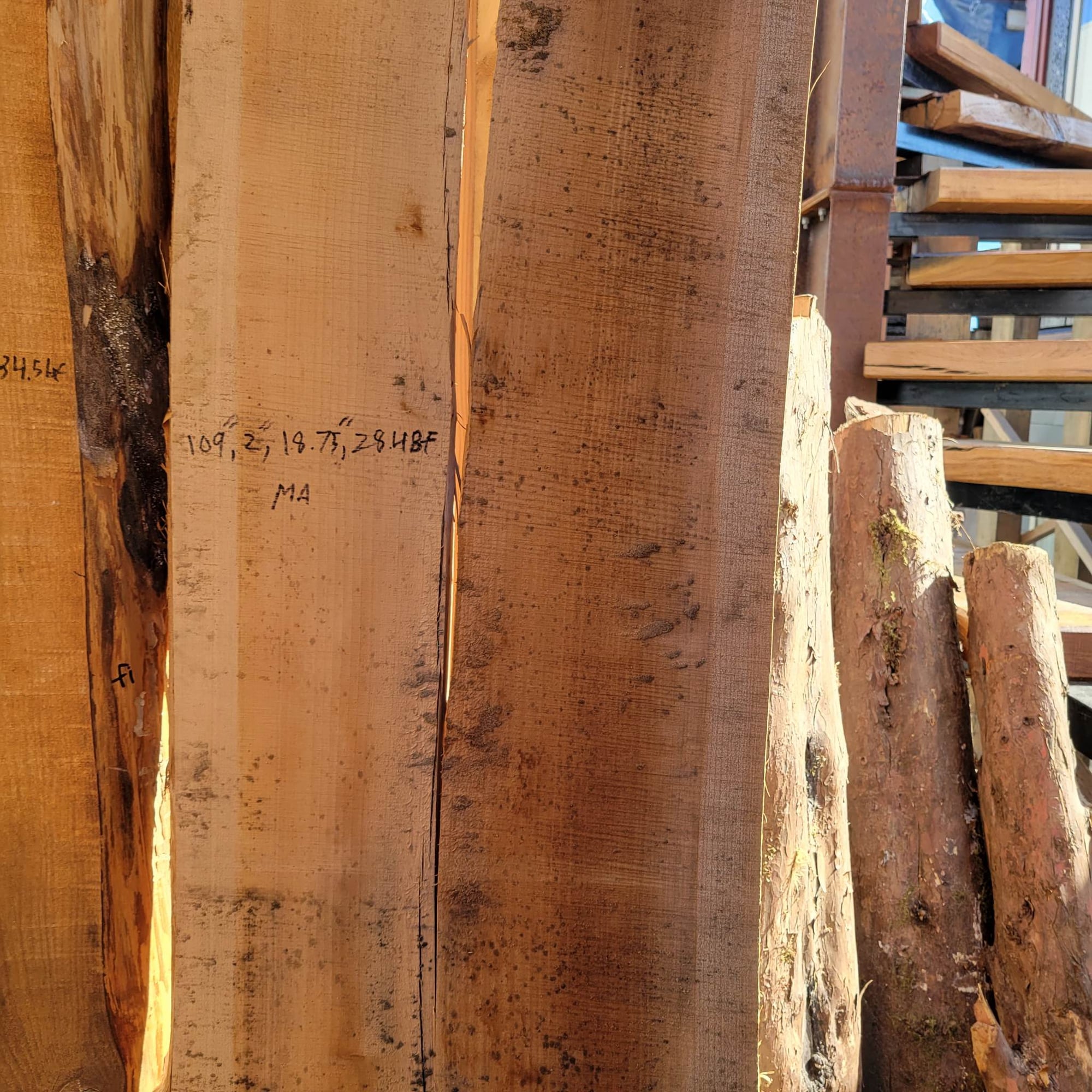 Big Leaf Maple